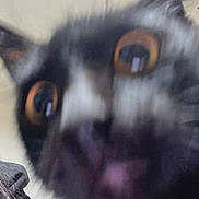 Coco joined the competition — help win amazing prizes! cat, black_cat, close_up, blurry, wide_eyes, curious, nose, fur, indoor, pet, animal, face, whiskers, alert, closeup, expression, domestic_cat, feline, cute, portrait