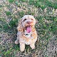 Watson joined the competition — help win amazing prizes! dog, canine, pet, curly_fur, tongue_out, grass, outdoor, happy, sitting, collar, tag, brown, cute, animal, nature, friendly, fur, playful, daylight, mammal