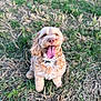 dog, canine, pet, curly_fur, tongue_out, grass, outdoor, happy, sitting, collar, tag, brown, cute, animal, nature, friendly, fur, playful, daylight, mammal