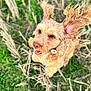 Watson joined the competition — help win amazing prizes! dog, outdoor, grass, straw, happy, playful, fur, ears, pet, animal, nature, cute, energetic, brown, canine, smile, collar, tongue, closeup, movement