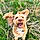 Watson