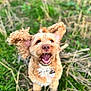 Watson is registered to the contest to win money with this photo: dog, happy, smiling, ears_flapping, outdoor, grass, nature, pet, canine, fur, closeup, joyful, playful, animal, muzzle, tongue, collar, tag, field, daylight