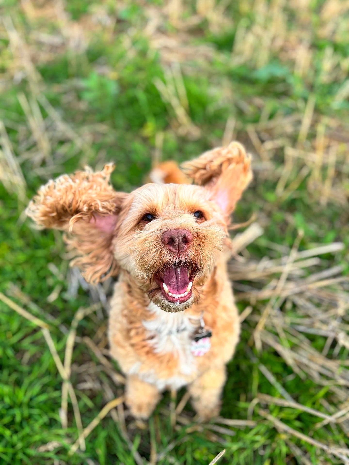Watson