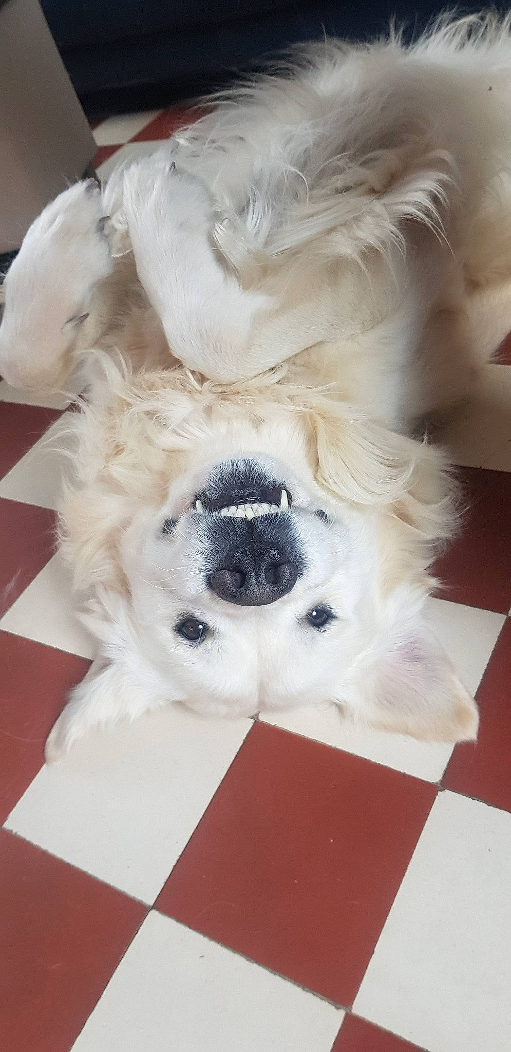 Hasko a rejoint le concours — aidez-le/la à gagner de superbes lots ! bichon, bolognese, canidae, carnivore, companion_dog, dog, dog_breed, ear, fur, non_sporting_group, nose, pekingese, puppy, snout, sporting_group, toy_dog