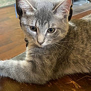Zeus is registered to the contest to win money with this photo: cat, chair_spindle, close_up, ears, eyes, fur, furniture, gray_cat, hardwood_floor, home, indoor, kitten, paw, pet, portrait, relaxed, tabby, table_surface, whiskers, wooden_table