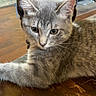 cat, chair_spindle, close_up, ears, eyes, fur, furniture, gray_cat, hardwood_floor, home, indoor, kitten, paw, pet, portrait, relaxed, tabby, table_surface, whiskers, wooden_table