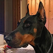 Rudy Ballantyne joined the competition — help win amazing prizes! animal, blanket, brown_and_black, canine, chain_collar, close_up, companion, doberman, dog, domestic_animal, ears, furniture, home, indoor, looking, pet, plush_toy, side_view, toy, wood_paneling