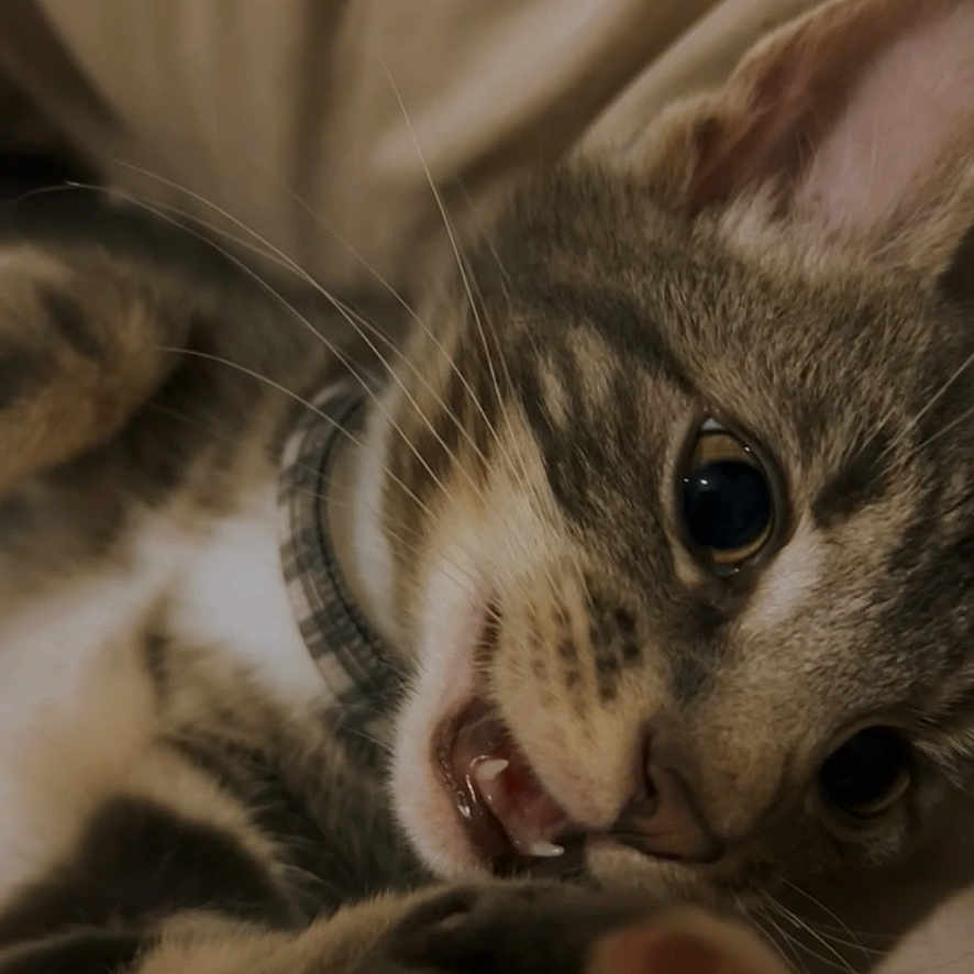 Lyle joined the competition — help win amazing prizes! abyssinian, animal, blanket, bodypart, cat, finger, hand, kitten, manx, mouth, ocelot, person, pet, rat, rodent, siamese, sleeping, snout