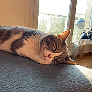 Nita a rejoint le concours — aidez-le/la à gagner de superbes lots ! abyssinian, animal, architecture, bed, bedroom, blanket, building, cat, couch, furniture, hardwood, indoors, interiordesign, kitten, livingroom, manx, pet, plywood, room, wood