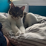 Kenaï participe au concours pour gagner de l'argent avec cette photo : abyssinian, animal, bed, bedroom, blanket, cat, couch, cushion, furniture, homedecor, indoors, kitten, linen, manx, person, pet, quilt, room, siamese, window