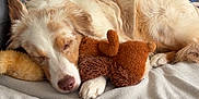 Sitka a rejoint le concours — aidez-le/la à gagner de superbes lots ! dog, sleeping, bed, blanket, plush_toy, cozy, indoor, pet, fur, relaxation, canine, rest, domestic, animal, comfort, furniture, nap, cute, home, soft
