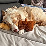 dog, sleeping, bed, blanket, plush_toy, cozy, indoor, pet, fur, relaxation, canine, rest, domestic, animal, comfort, furniture, nap, cute, home, soft