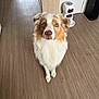 Sitka a rejoint le concours — aidez-le/la à gagner de superbes lots ! dog, indoor, wooden_floor, pet_feeder, scratching_post, brown_and_white_fur, attentive, looking_up, medium_sized_dog, fluffy, ears, nose, animal, domestic_pet, flooring, household, companion_animal, portrait, cute, pet