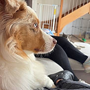Sitka participe au concours pour gagner de l'argent avec cette photo : dog, blue_eyes, fluffy, pet, indoor, person, lap, cat, cat_tree, stairs, furniture, relaxing, casual, home, animal, resting, cozy, white, brown, black