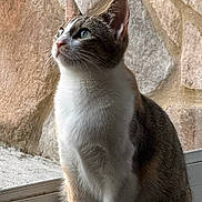 Camber joined the competition — help win amazing prizes! cat, sitting, window, stone_wall, indoor, pet, feline, fur, whiskers, ears, tail, looking_up, natural_light, animal, domestic_animal, quiet, calm, portrait, side_view, house