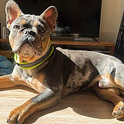 Obélix a rejoint le concours — aidez-le/la à gagner de superbes lots ! dog, pet, indoor, table, sunlight, collar, relaxed, wooden_table, blanket, pet_bed, living_room, furniture, canine, resting, ears, paw, shadow, domestic_animal, cute, animal