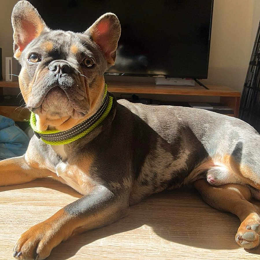 Obélix a rejoint le concours — aidez-le/la à gagner de superbes lots ! animal, blanket, canine, collar, cute, dog, domestic_animal, ears, furniture, indoor, living_room, paw, pet, pet_bed, relaxed, resting, shadow, sunlight, table, wooden_table