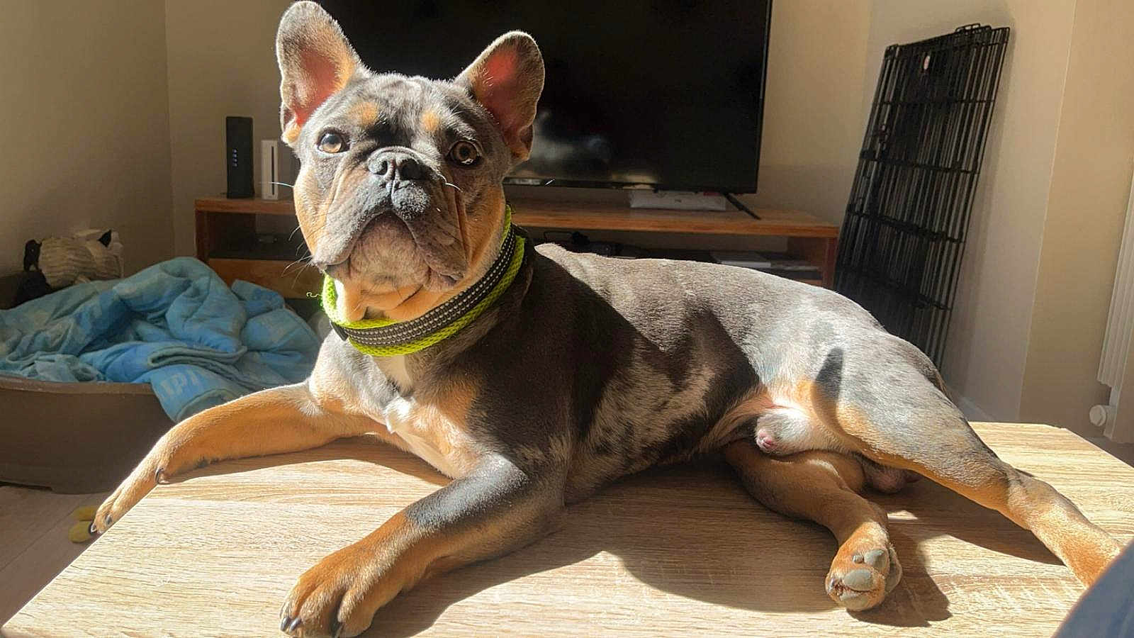 Obélix a rejoint le concours — aidez-le/la à gagner de superbes lots ! dog, pet, indoor, table, sunlight, collar, relaxed, wooden_table, blanket, pet_bed, living_room, furniture, canine, resting, ears, paw, shadow, domestic_animal, cute, animal