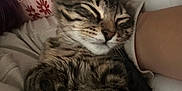 Tiger is registered to the contest to win money with this photo: cat, tabby, sleeping, pet, cozy, arm, pillow, floral_pattern, indoor, resting, fur, striped, close_up, relaxed, companion, cute, animal, domestic_cat, feline, snuggled