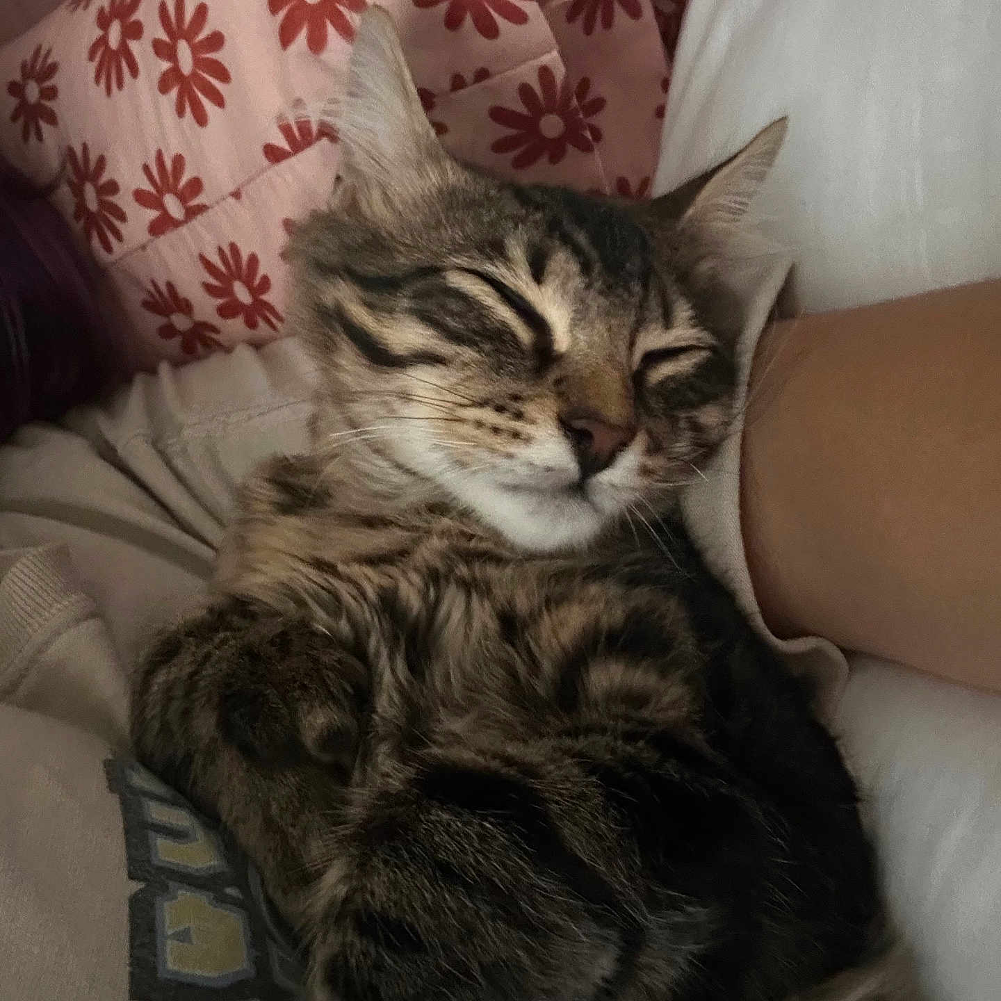 Tiger is registered to the contest to win money with this photo: animal, arm, cat, close_up, companion, cozy, cute, domestic_cat, feline, floral_pattern, fur, indoor, pet, pillow, relaxed, resting, sleeping, snuggled, striped, tabby