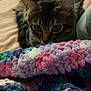 Tiger joined the competition — help win amazing prizes! cat, tabby, pet, animal, indoor, blanket, colorful, textured, bed, curious, feline, ears, fur, closeup, face, eyes, cozy, home, resting, soft