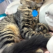 Tiger is registered to the contest to win money with this photo: cat, tabby, sleeping, pet, fur, collar, tag, star_charm, paw, tail, bed, pillow, indoor, cozy, resting, feline, closeup, whiskers, striped, cute