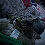 Tiger is registered to the contest to win money with this photo: cat, tabby, sleeping, stuffed_animal, barcode, tag, blanket, soft, cozy, indoors, pet, fur, relaxing, closeup, animal, resting, comfort, quiet, nap, domestic