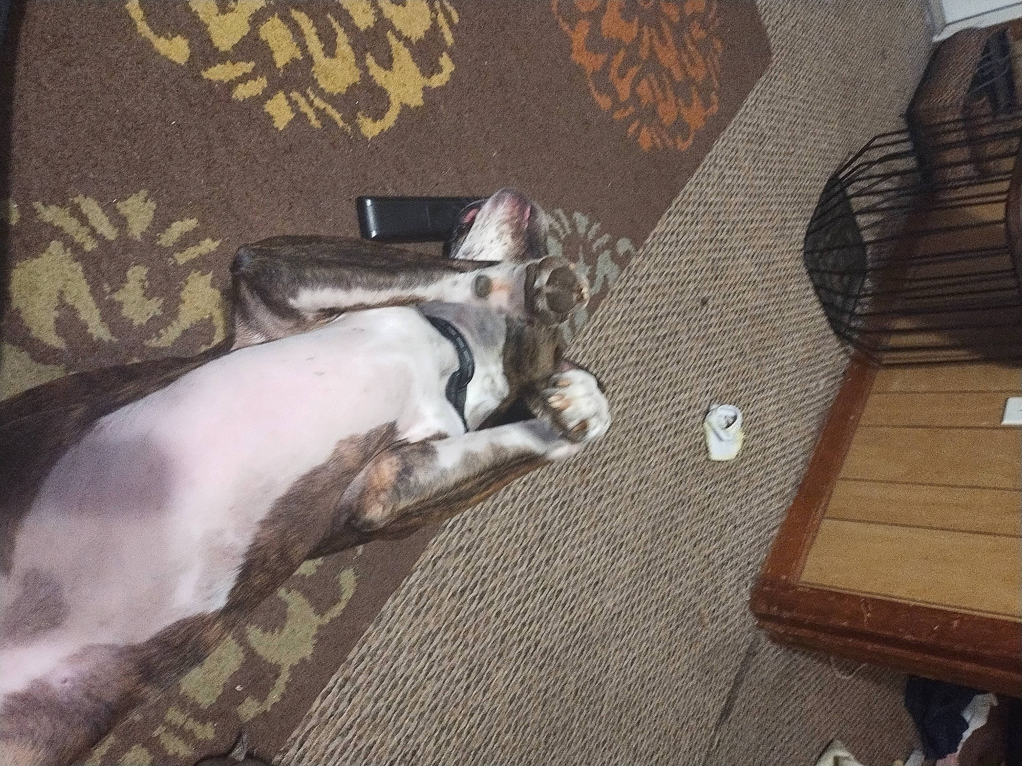 Milo is registered to the contest to win money with this photo: canidae, carnivore, cat, comfort, companion_dog, couch, dog_breed, domestic_short_haired_cat, fawn, felidae, flooring, fur, hardwood, room, small_to_medium_sized_cats, sporting_group, tail, whiskers, wood, wood_stain