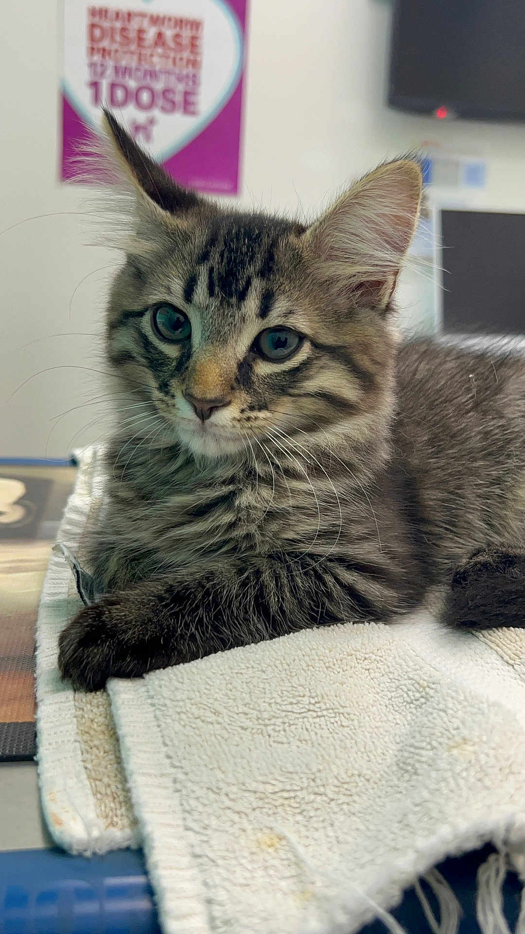 Koa joined the competition — help win amazing prizes! cat, kitten, tabby, fur, whiskers, animal, pet, indoors, towel, resting, cute, young, ears, eyes, face, soft, closeup, laying, feline, domestic