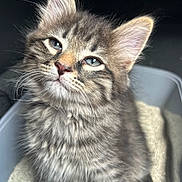 Koa is registered to the contest to win money with this photo: kitten, cat, tabby, fur, pet, animal, cute, young, litter_box, whiskers, ears, eyes, paws, indoor, feline, soft, fluffy, gray, striped, curious