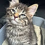 kitten, cat, tabby, fur, pet, animal, cute, young, litter_box, whiskers, ears, eyes, paws, indoor, feline, soft, fluffy, gray, striped, curious