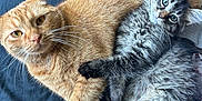 Koa is registered to the contest to win money with this photo: cat, orange_cat, gray_tabby, pets, animal, feline, cute, cuddling, fur, whiskers, eyes, paws, laying_down, resting, indoor, cozy, bed, soft, companionship, curious