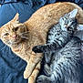 cat, orange_cat, gray_tabby, pets, animal, feline, cute, cuddling, fur, whiskers, eyes, paws, laying_down, resting, indoor, cozy, bed, soft, companionship, curious
