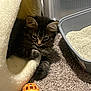 Koa is registered to the contest to win money with this photo: kitten, cat, cat_bed, toy_ball, litter_box, carpet, indoor, pet, feline, fur, paw, cute, resting, cozy, small_animal, domestic, animal_toy, home, pet_accessory, tabby