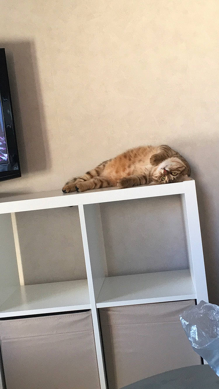 Peach a rejoint le concours — aidez-le/la à gagner de superbes lots ! carnivore, ceiling, comfort, fawn, felidae, flooring, grey, hardwood, mammal, metal, mustelidae, otter, room, shelf, shelving, small_to_medium_sized_cats, tail, vertebrate, whiskers, wood