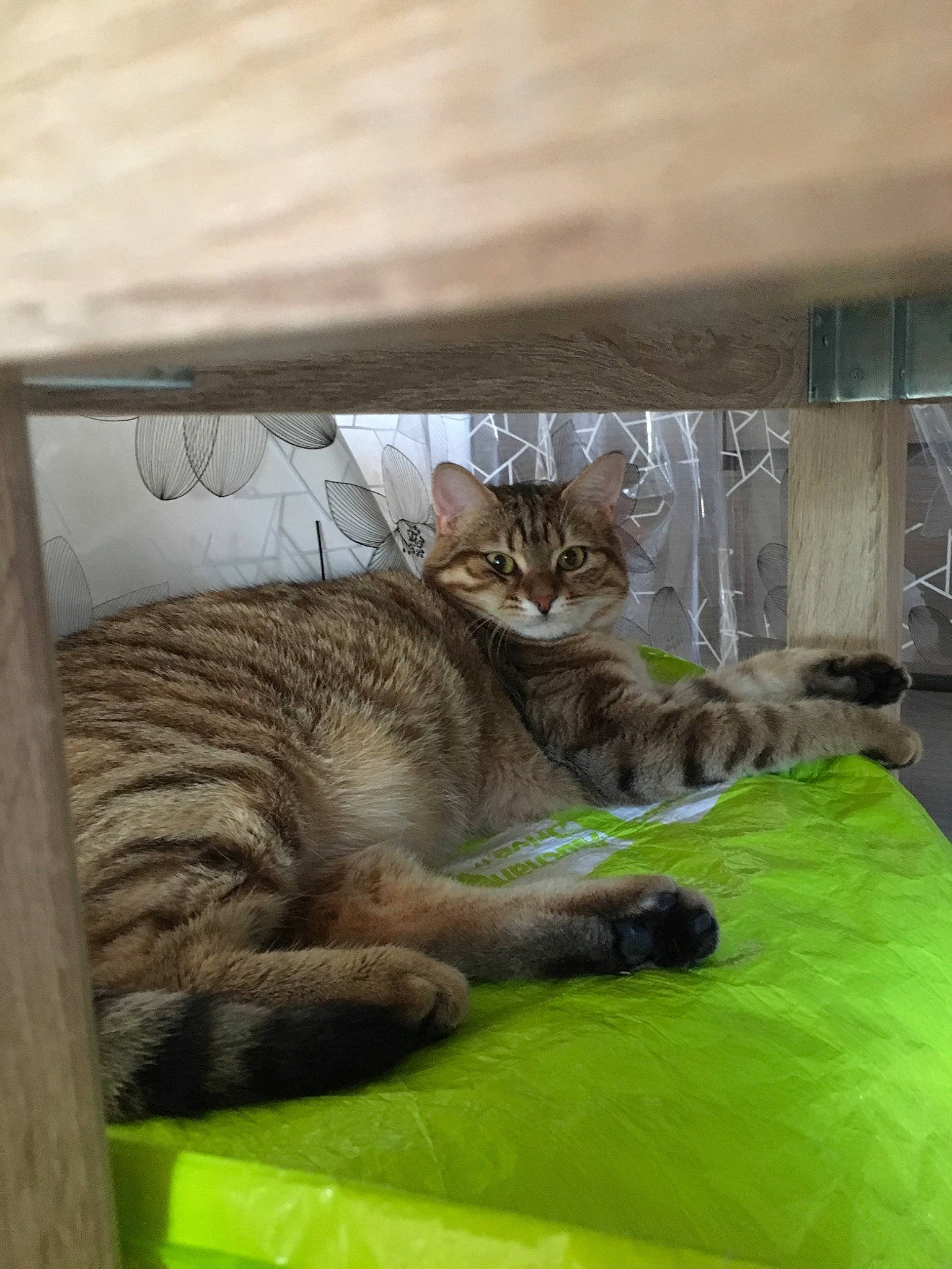 Peach a rejoint le concours — aidez-le/la à gagner de superbes lots ! carnivore, cat, comfort, domestic_short_haired_cat, fawn, felidae, fur, grass, linens, nap, room, sleep, small_to_medium_sized_cats, tail, terrestrial_animal, tree, whiskers, wildlife, wood