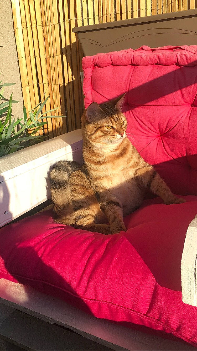 Peach a rejoint le concours — aidez-le/la à gagner de superbes lots ! carnivore, cat, cat_supply, comfort, couch, fawn, felidae, fur, houseplant, interior_design, linens, living_room, mammal, plant, small_to_medium_sized_cats, studio_couch, tail, whiskers, window, wood