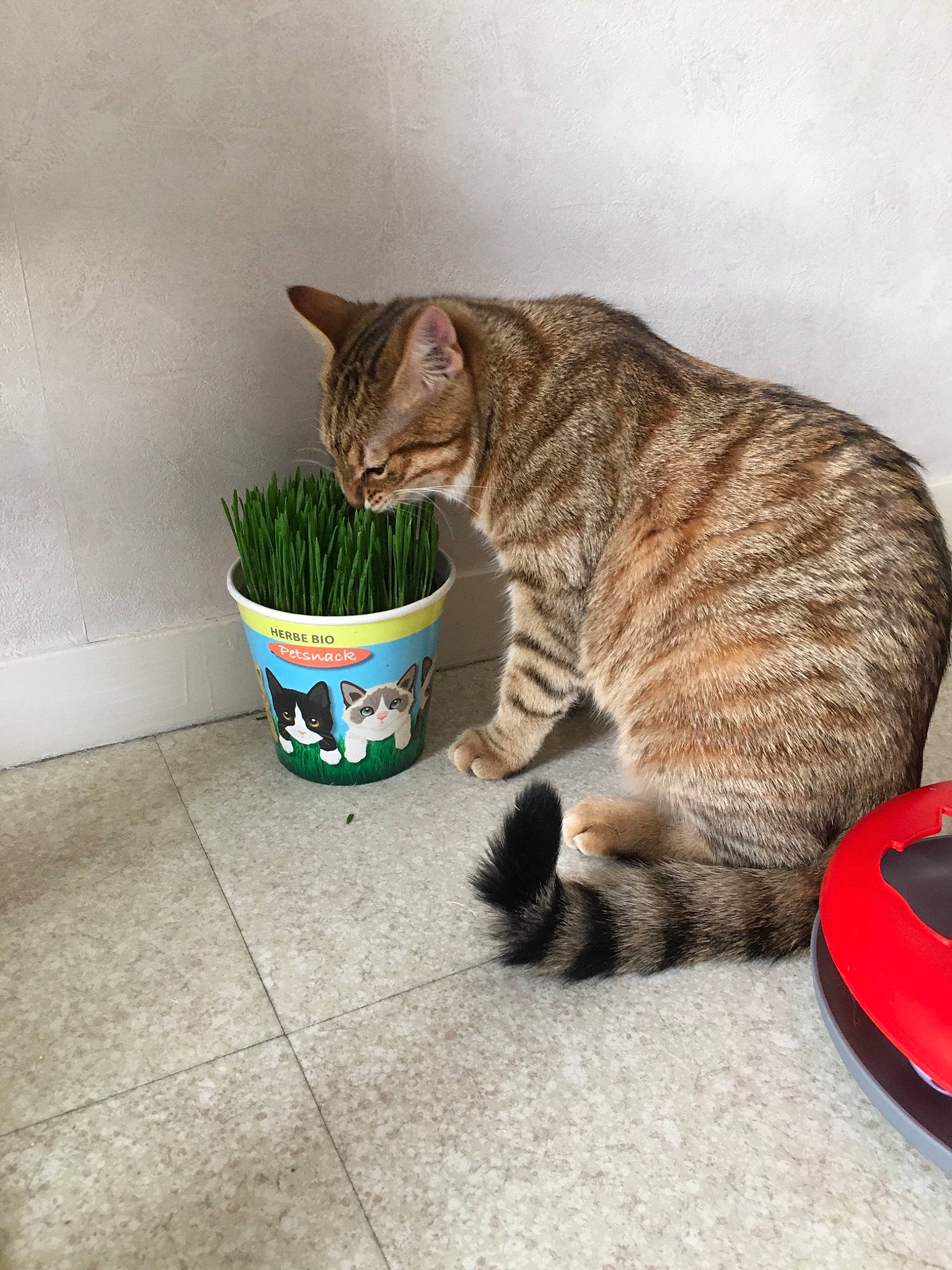 Peach a rejoint le concours — aidez-le/la à gagner de superbes lots ! carnivore, cat, cat_supply, domestic_short_haired_cat, felidae, flooring, flowerpot, fur, grass, houseplant, paw, plant, road_surface, sitting, small_to_medium_sized_cats, snout, tail, terrestrial_animal, vertebrate, whiskers
