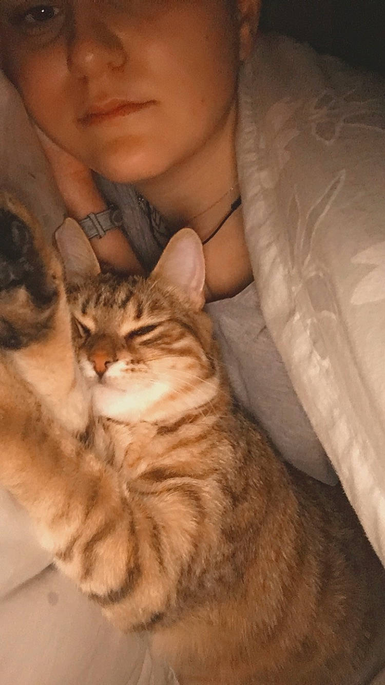 Peach a rejoint le concours — aidez-le/la à gagner de superbes lots ! carnivore, cat, claw, comfort, domestic_short_haired_cat, ear, eye, eyewear, fawn, felidae, fur, gesture, hug, nap, paw, sitting, small_to_medium_sized_cats, tail, whiskers, wood