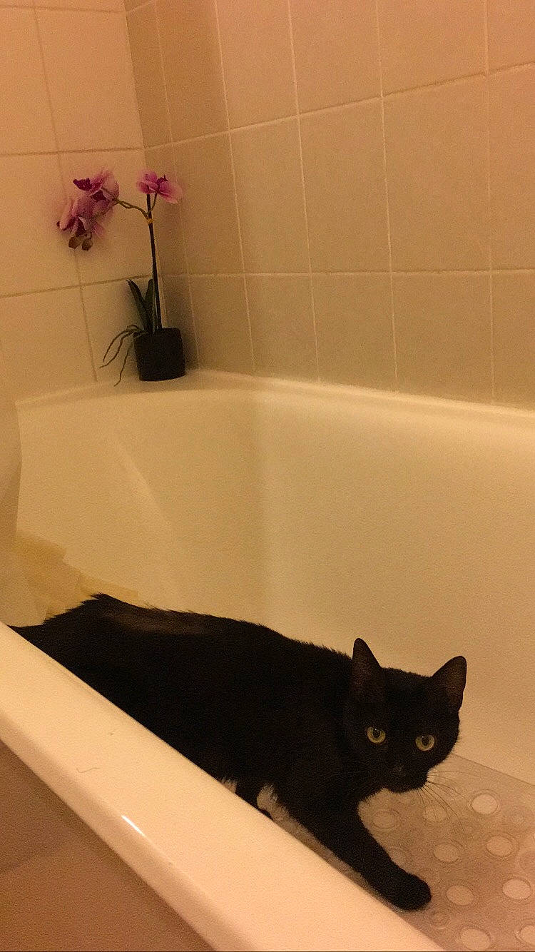 Onyx participe au concours pour gagner de l'argent avec cette photo : bathroom, bathtub, black, bombay, brown, carnivore, cat, composite_material, domestic_short_haired_cat, felidae, floor, flooring, fluid, plumbing, plumbing_fixture, rectangle, small_to_medium_sized_cats, tail, whiskers, white