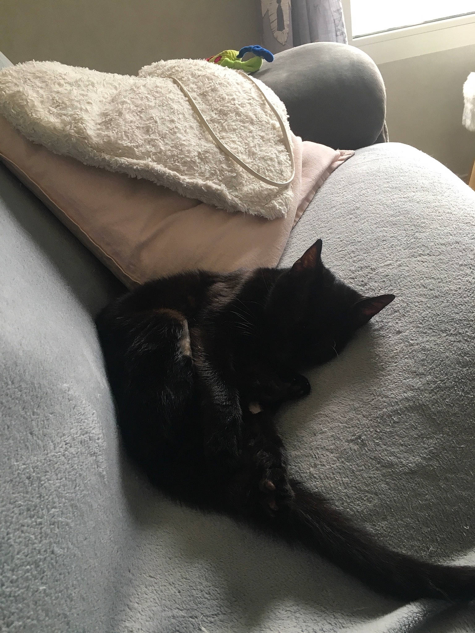 Onyx participe au concours pour gagner de l'argent avec cette photo : bed, bedding, black_cat, bombay, carnivore, cat, comfort, domestic_short_haired_cat, felidae, fur, grey, human_leg, linens, mammal, small_to_medium_sized_cats, snout, tail, textile, tints_and_shades, whiskers