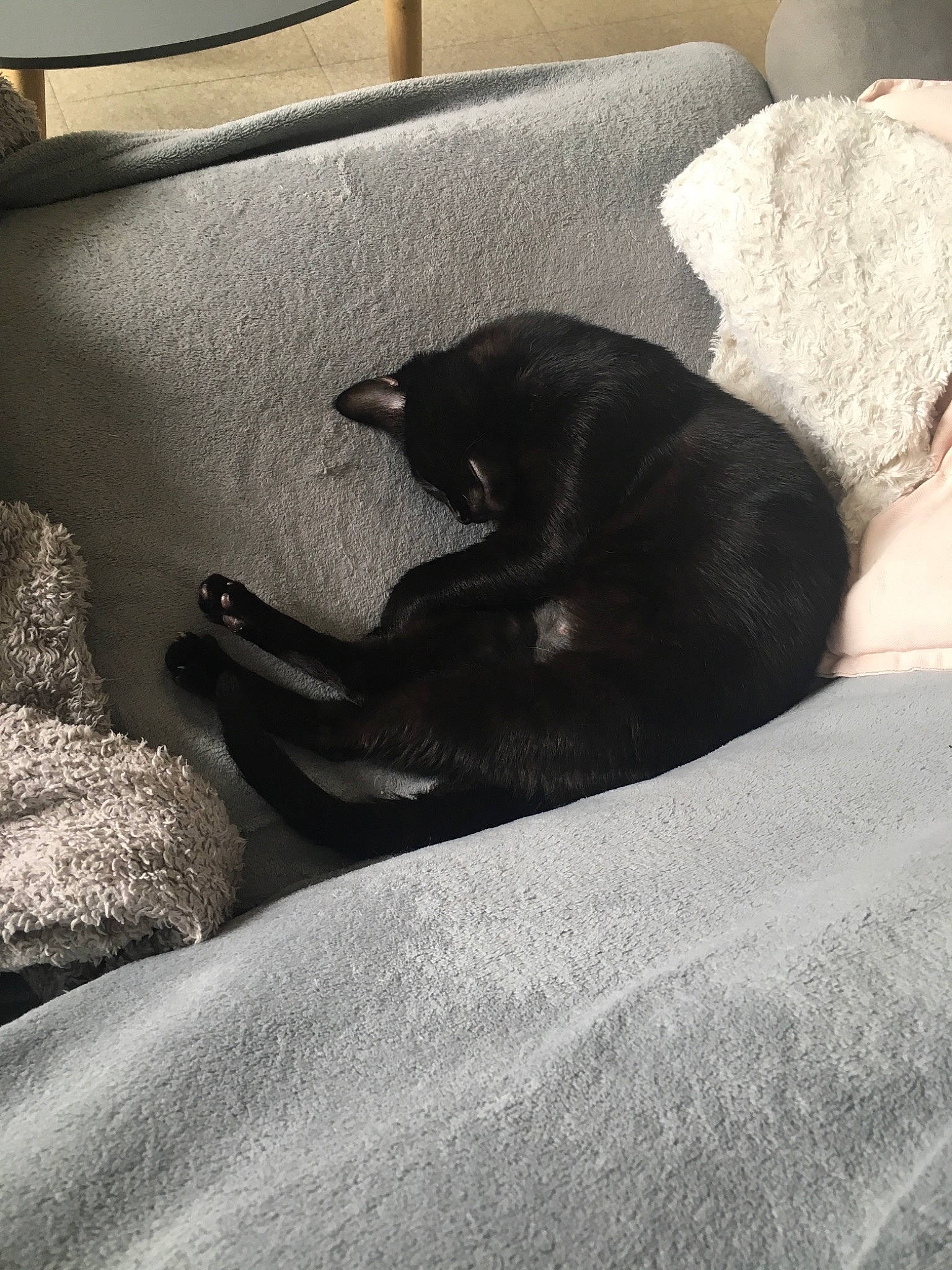 Onyx a rejoint le concours — aidez-le/la à gagner de superbes lots ! bed, black_cat, bombay, carnivore, cat, comfort, companion_dog, couch, dog_breed, felidae, fur, grey, linens, monochrome_photography, small_to_medium_sized_cats, snout, sporting_group, tail, tints_and_shades, whiskers