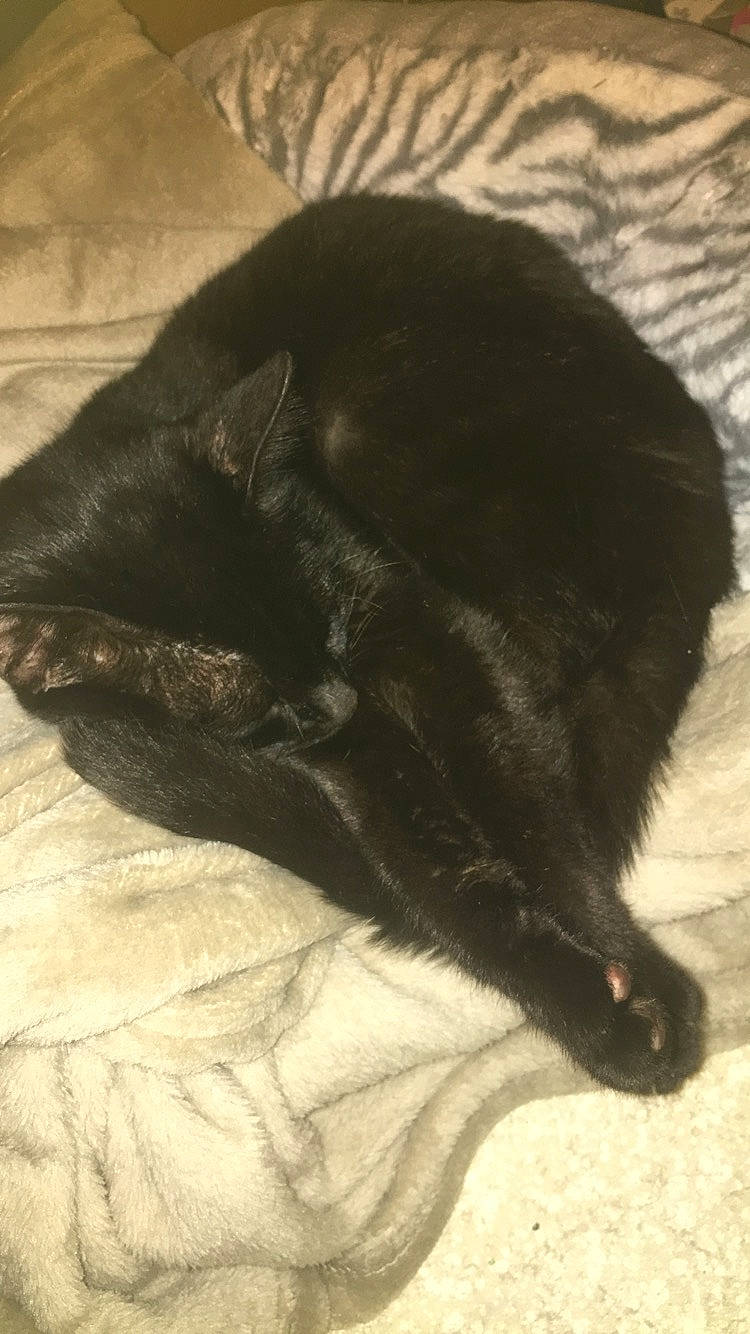 Onyx a rejoint le concours — aidez-le/la à gagner de superbes lots ! black_cat, bombay, canidae, carnivore, cat, claw, comfort, dog_breed, domestic_short_haired_cat, felidae, fur, mammal, paw, small_to_medium_sized_cats, snout, tail, terrestrial_animal, tints_and_shades, vertebrate, whiskers