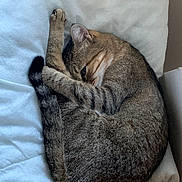 Nina participe au concours pour gagner de l'argent avec cette photo : cat, tabby, sleeping, curled_up, paw, fur, pet, animal, cozy, blanket, indoor, resting, cute, feline, whiskers, tail, soft, relaxed, domestic_cat, quiet