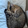 cat, tabby, sleeping, curled_up, paw, fur, pet, animal, cozy, blanket, indoor, resting, cute, feline, whiskers, tail, soft, relaxed, domestic_cat, quiet