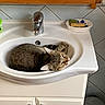 Nina a rejoint le concours — aidez-le/la à gagner de superbes lots ! cat, tabby_cat, sink, bathroom, nap, sleeping, tile_floor, soap_dispenser, soap_dish, faucet, white_sink, cabinet, domestic_cat, pet, indoor, relaxed, fur, whiskers, clean, quiet