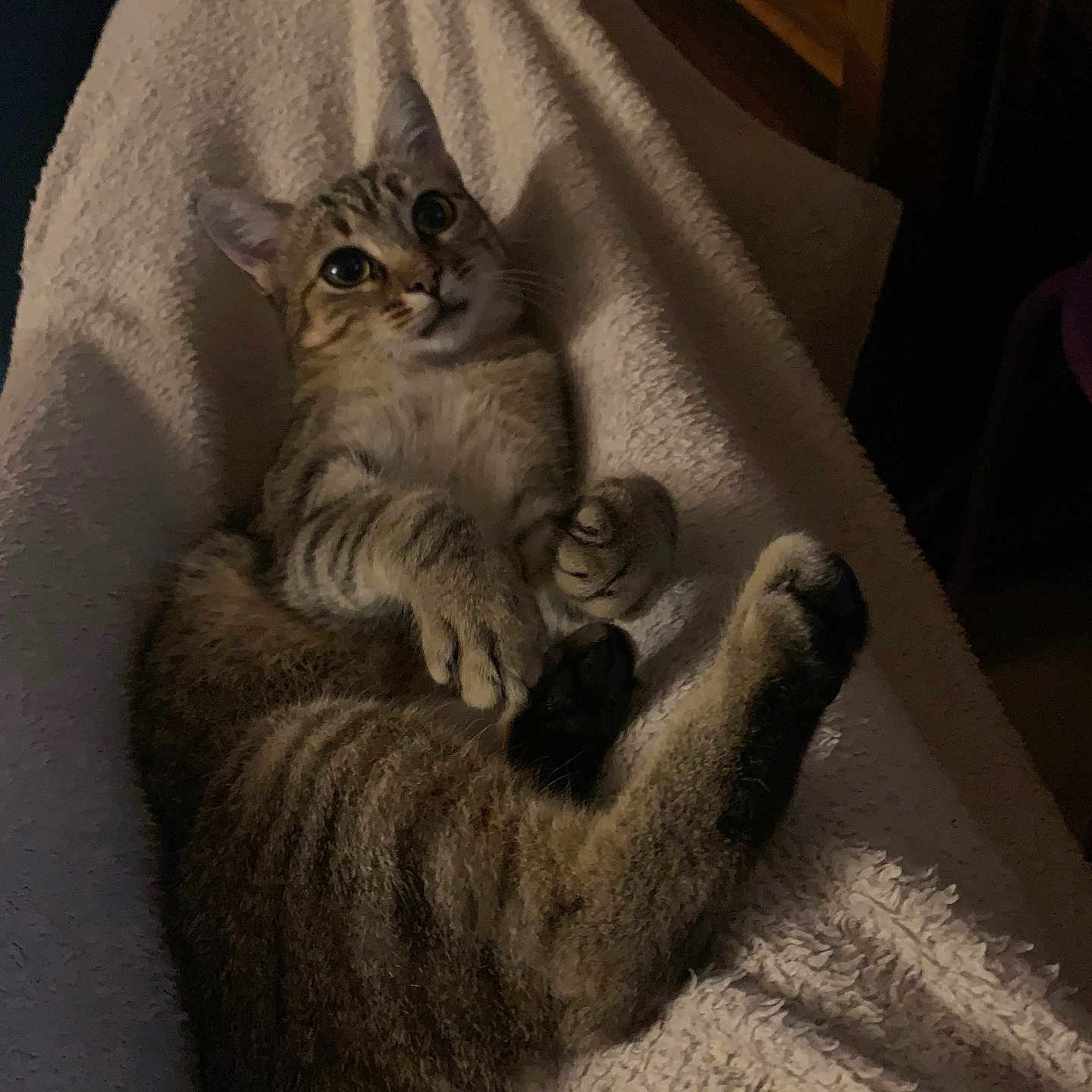Nina a rejoint le concours — aidez-le/la à gagner de superbes lots ! cat, tabby, pet, animal, feline, relaxed, fluffy_blanket, indoor, cozy, cute, whiskers, paw, ears, sleepy, resting, soft_texture, brown, striped, domestic_animal, comfort