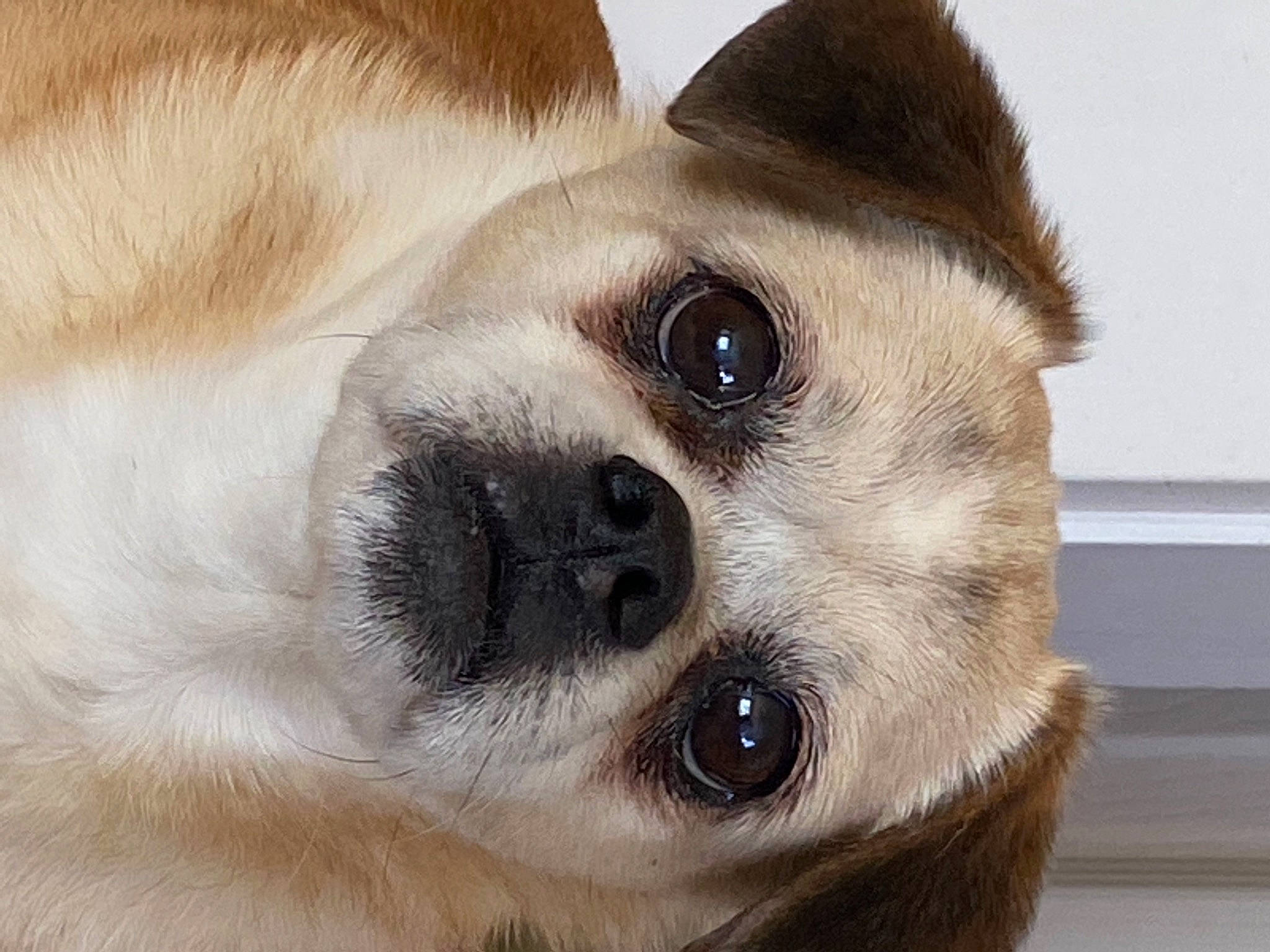 Winston is registered to the contest to win money with this photo: beige, brown, canidae, carnivore, close_up, companion_dog, dog, dog_breed, fawn, fur, iris, liver, skin, snout, tan, terrestrial_animal, toy_dog, vertebrate, whiskers, working_animal