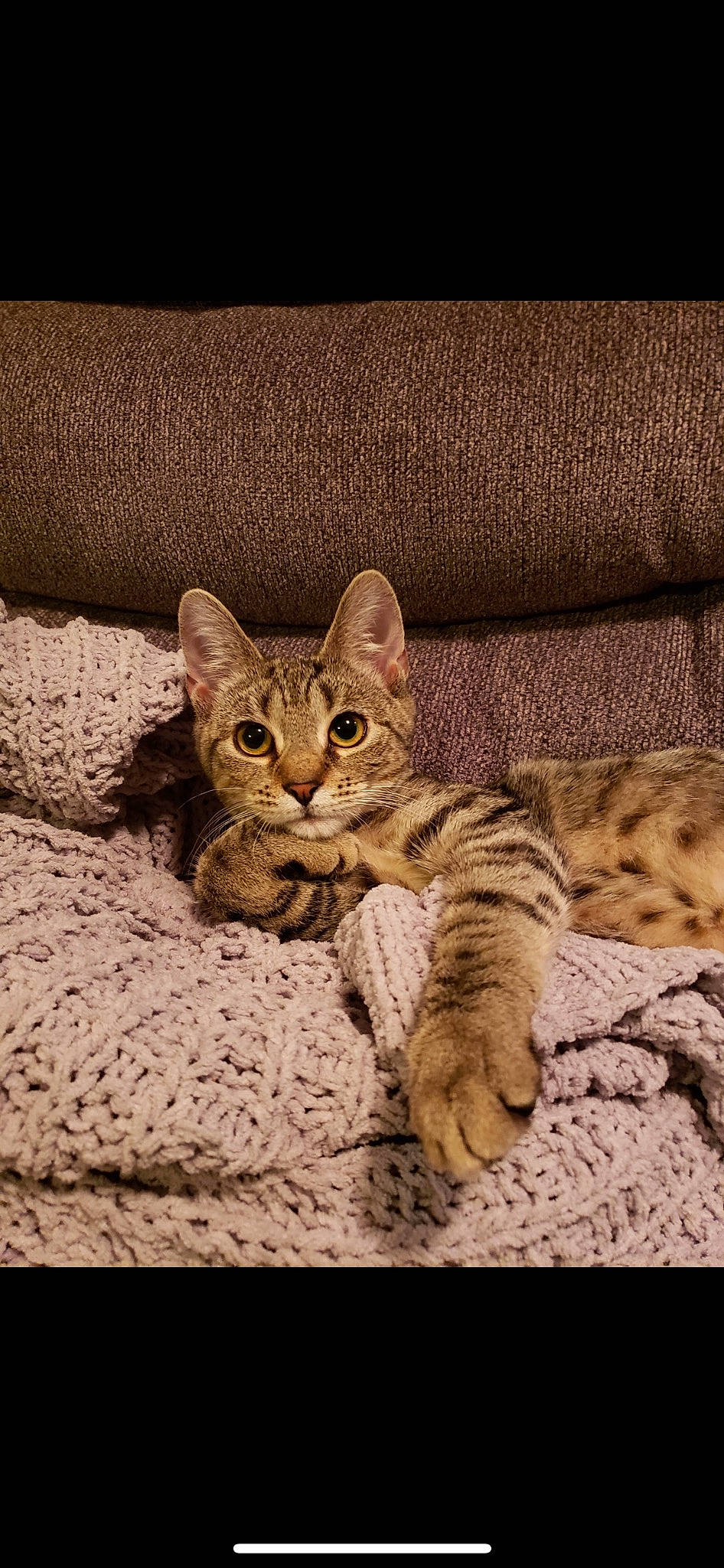 Brooklyn is registered to the contest to win money with this photo: carnivore, cat, comfort, domestic_short_haired_cat, felidae, fur, paw, sitting, small_to_medium_sized_cats, snout, tail, terrestrial_animal, whiskers