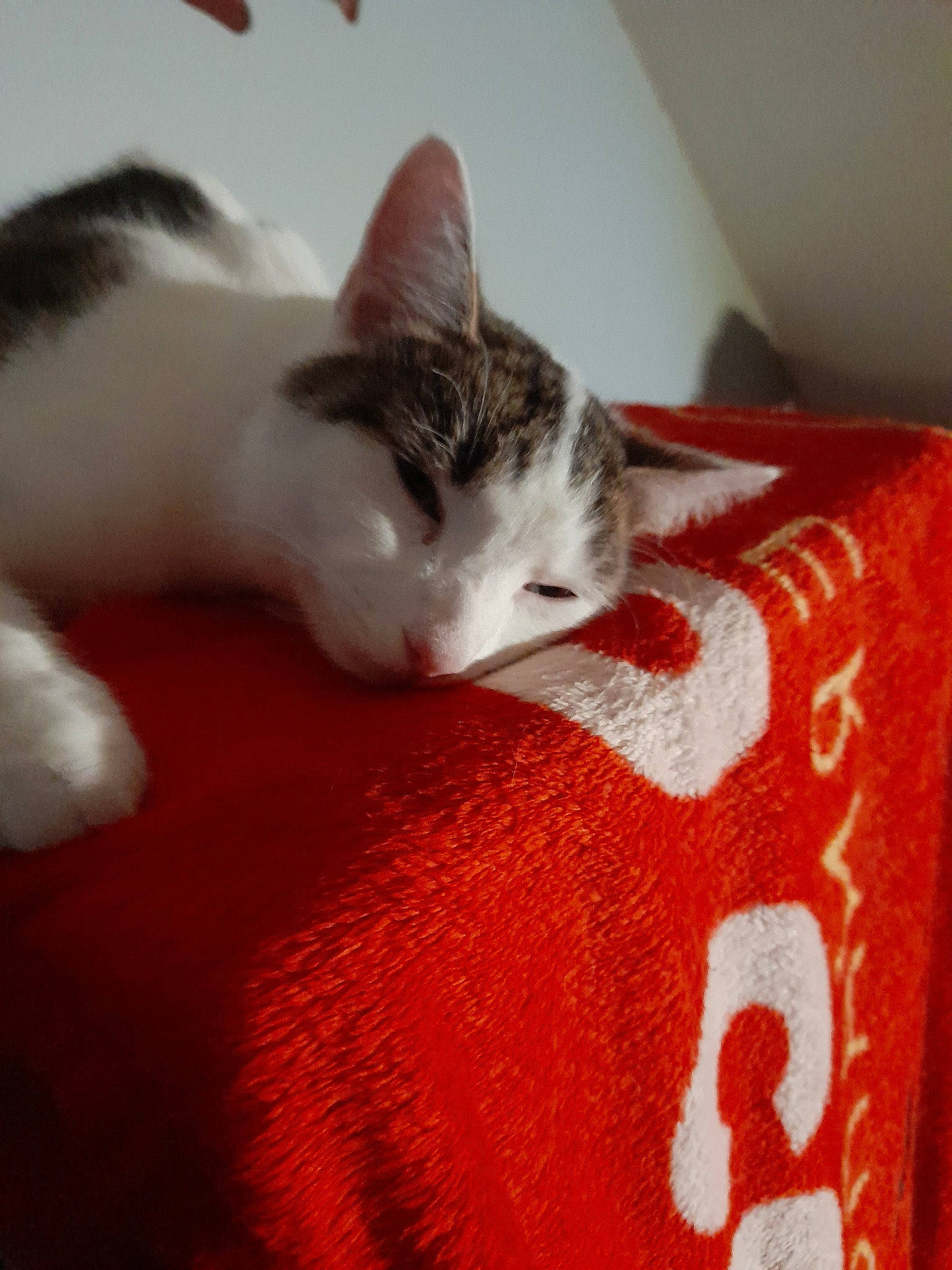 Pulco participe au concours pour gagner de l'argent avec cette photo : carmine, carnivore, cat, claw, comfort, domestic_short_haired_cat, fawn, felidae, flooring, fur, hardwood, linens, nap, pattern, paw, small_to_medium_sized_cats, snout, tail, whiskers, wood